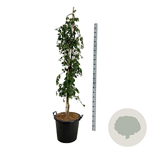 Fagus syl. 'Pendula' 170-200 cm cont. 55L extra