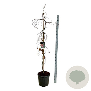 Fagus syl. 'Purple Fountain' 175-200 cm 30L extra