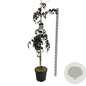Fagus syl. 'Purple Fountain' 175-200 cm 30L extra