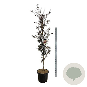 Fagus syl. 'Rohanii' 200-225 cm cont. 55L extra
