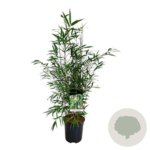 Fargesia scabrida 'Asian Wonder' 80-100 cm 6L