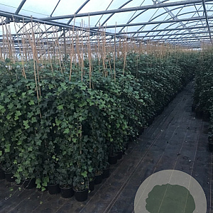 Hedera hibernica 150-175 cm 3,0L met stok