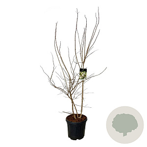 Heptacodium miconioides 150-175 cm 30L extra