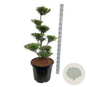 Ilex crenata 'Blondie' 80-100 cm cont. 55L bonsai