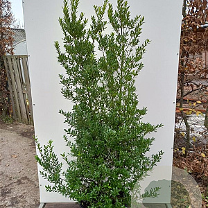 Ilex crenata 'Blondie' 100-125 cm cont. 130L