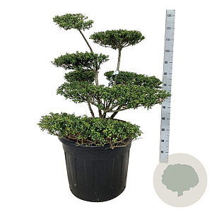 Ilex crenata 'Convexa' 60+ cm stam 5,0L 2jr.kroon