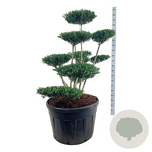 Ilex crenata 'Green Hedge' 100-125 cm cont. 180L bonsai