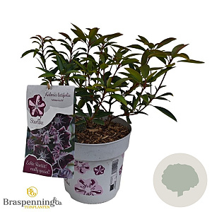 Kalmia lat. 'Mitternacht' 30-40 cm 3,0L