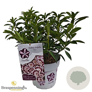 Kalmia lat. 'Nani' 30-40 cm 3,0L