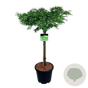 Metasequoia gl. 'Miss Grace' 60 cm stam 15L