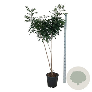 Koelreuteria paniculata 175-200 cm 30L extra