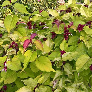 Leycesteria formosa Golden Lanterns 40-50 cm 3,0L