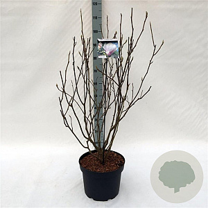 Magnolia soulangeana 60-80 cm 10L