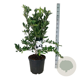 Magnolia stellata 80-100 cm 30L extra