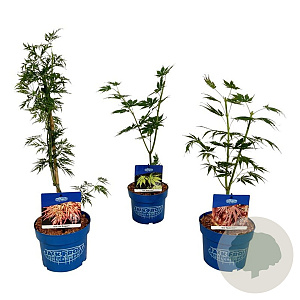 Mixlaag Acer palmatum veredeld GM container