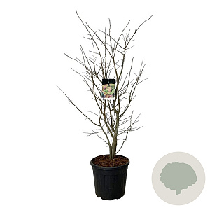 Parrotia persica 100-125 cm 30L extra