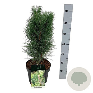 Pinus nigra 'Green Tower' 40-50 cm 7,5L