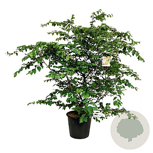 Parrotia persica 170-200 cm cont. 55L extra