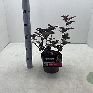 Physocarpus opulif. 'Diabolo' 30-40 cm 3,0L