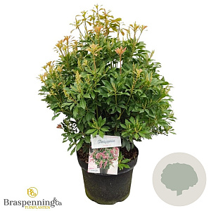 Pieris jap. 'Passion' 40-50 cm 10L