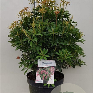 Pieris jap. 'Passion' 40-50 cm 10L