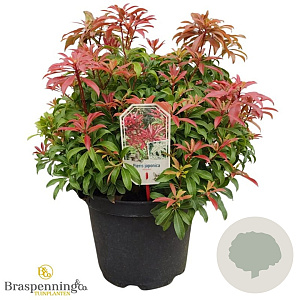 Pieris jap. 'Red Mill' 40-50 cm 10L