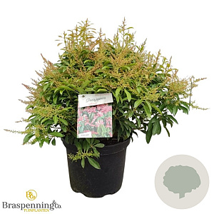 Pieris jap. 'Valley Rose' 40-50 cm 10L