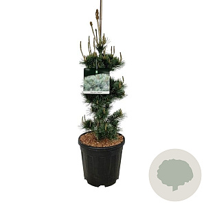 Pinus parv. 'Negishi' 60-80 cm 15L