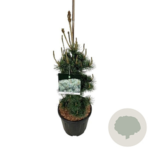 Pinus parv. 'Negishi' 60-80 cm 15L