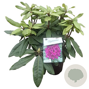 Rhododendron 'Azzuro' paars 30-40 cm 5,0L struik