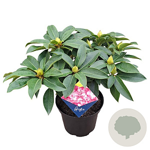 Rhododendron 'Grifie' 30-40 cm 5,0L struik