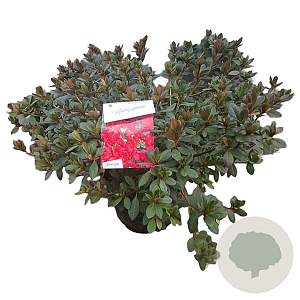 Rhododendron (AJ) 'Arabesk' 40-50 cm 10L