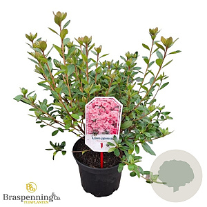 Rhododendron (AJ) 'Blaauw's Pink' 20-25 cm 2,0L