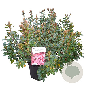 Rhododendron (AJ) 'Blaauw's Pink' 40-50 cm 10L