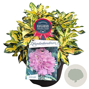 Rhododendron 'Blattgold' 30-40 cm 5,0L struik