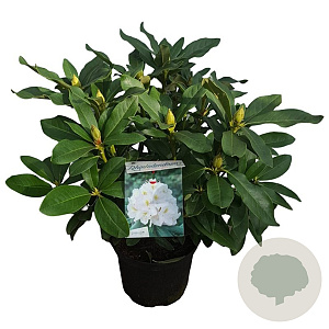 Rhododendron 'Cunningham's White' 30-40 cm 5,0L struik
