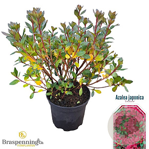 Rhododendron (AJ) 'Excelsior' 20-25 cm 2,0L