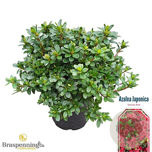 Rhododendron (AJ) Geisha Red 25-30 cm 4,0L