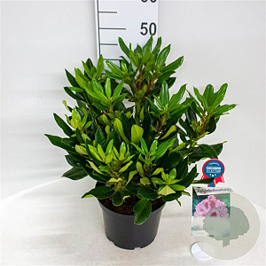 Rhododendron Kabarett 30-40 cm 5,0L struik