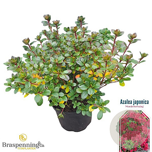 Rhododendron (AJ) 'Moederkensdag' 25-30 cm 4,0L