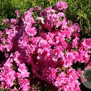 Rhododendron (AJ) Petticoat 20-25 cm 2,0L