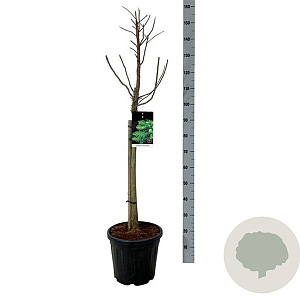 Taxodium dist. 'Pevé Minaret' 60 cm stam 15L