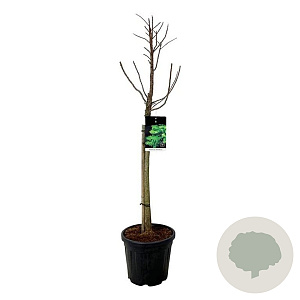 Taxodium dist. 'Pevé Minaret' 60 cm stam 15L