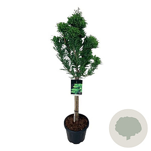 Taxodium dist. 'Pevé Minaret' 60 cm stam 15L