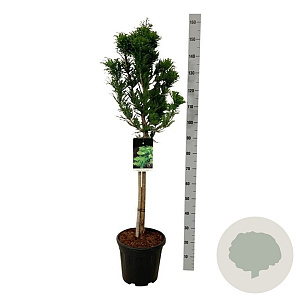 Taxodium dist. 'Pevé Minaret' 60 cm stam 15L