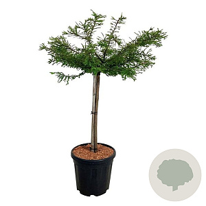 Taxodium dist. 'Secrest' 60 cm stam 15L