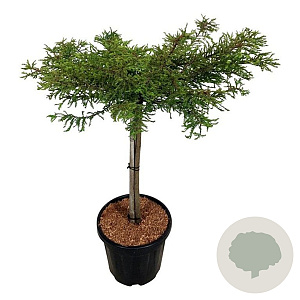 Taxodium dist. 'Secrest' 60 cm stam 15L