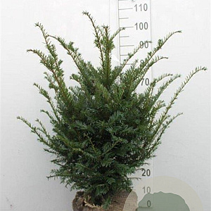 Taxus baccata 60-80 cm met kluit