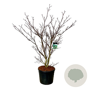 Cornus controversa 'Pagoda' 175-200 cm cont. 90L extra