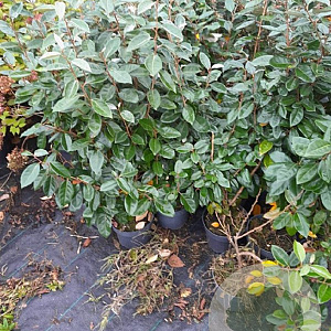 Elaeagnus ebbingei 50-60 cm 5,0L